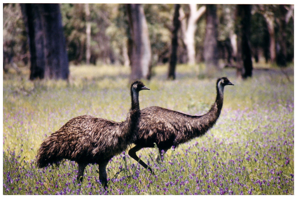 03 - The Flinders Ranges (14).jpg